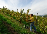 Azienda Agricola Biologica IL PRATELLO