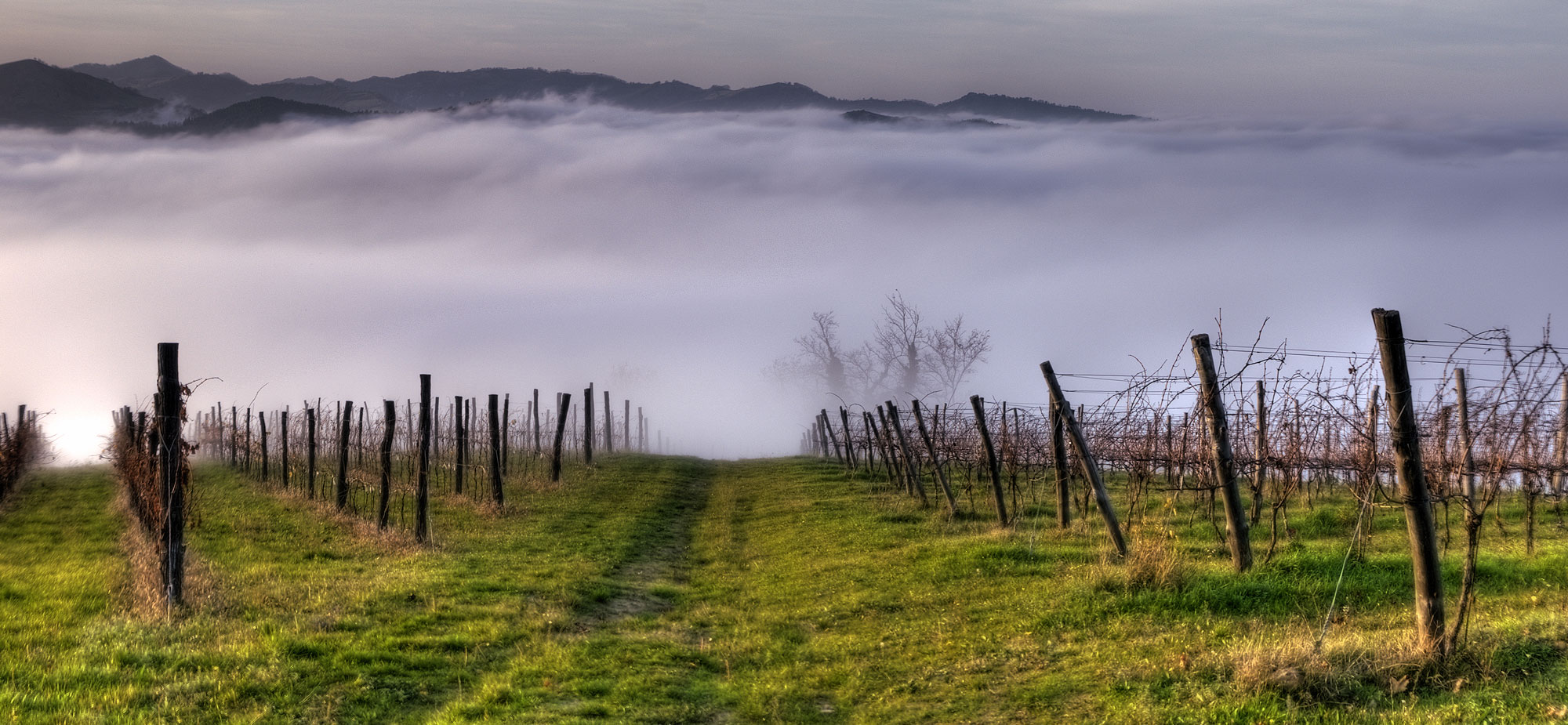 Viticoltura di montagna